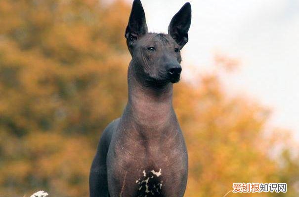 上 犬的种类 品种,宠物狗百科全书中小型犬有哪些品种?各有怎样的性格特点?