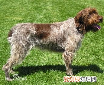 上 犬的种类 品种,宠物狗百科全书中小型犬有哪些品种?各有怎样的性格特点?