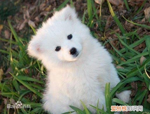 上 犬的种类 品种,宠物狗百科全书中小型犬有哪些品种?各有怎样的性格特点?