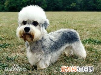上 犬的种类 品种,宠物狗百科全书中小型犬有哪些品种?各有怎样的性格特点?