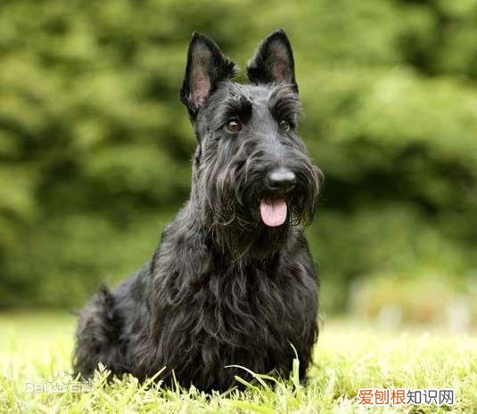 上 犬的种类 品种,宠物狗百科全书中小型犬有哪些品种?各有怎样的性格特点?