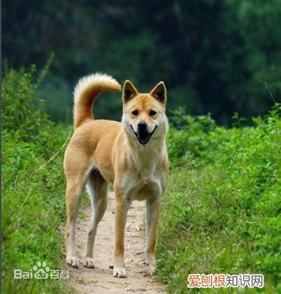 上 犬的种类 品种,宠物狗百科全书中小型犬有哪些品种?各有怎样的性格特点?