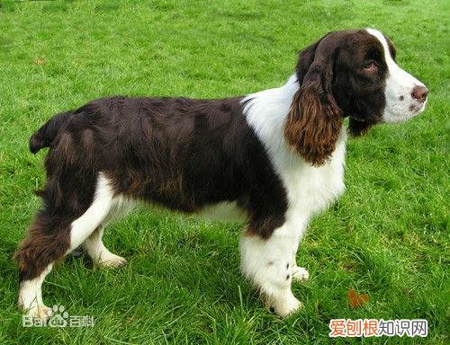 上 犬的种类 品种,宠物狗百科全书中小型犬有哪些品种?各有怎样的性格特点?