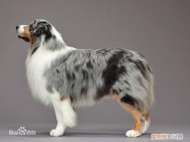 上 犬的种类 品种,宠物狗百科全书中小型犬有哪些品种?各有怎样的性格特点?