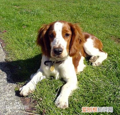 上 犬的种类 品种,宠物狗百科全书中小型犬有哪些品种?各有怎样的性格特点?