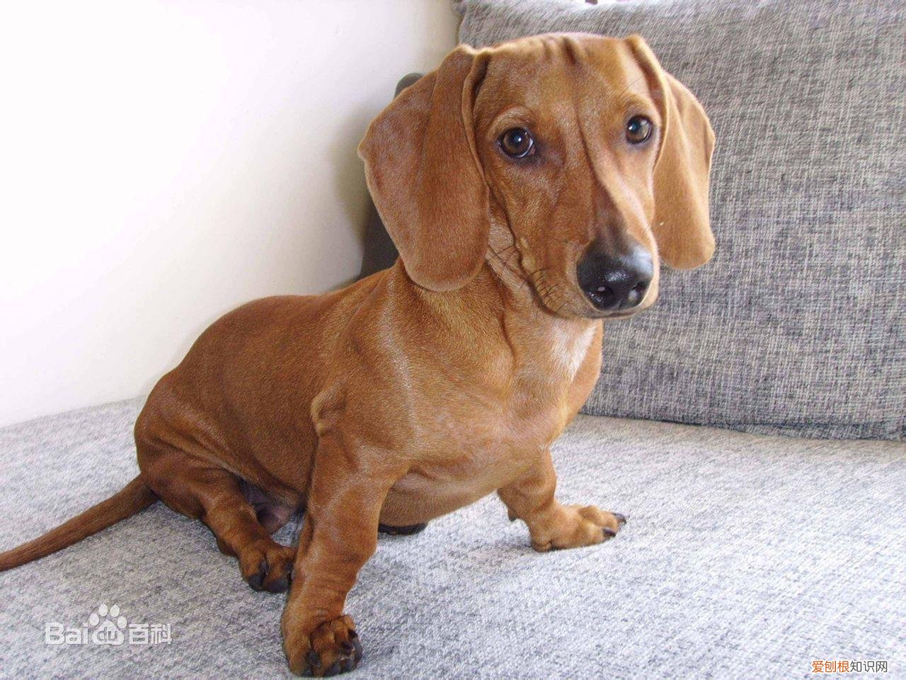上 犬的种类 品种,宠物狗百科全书中小型犬有哪些品种?各有怎样的性格特点?
