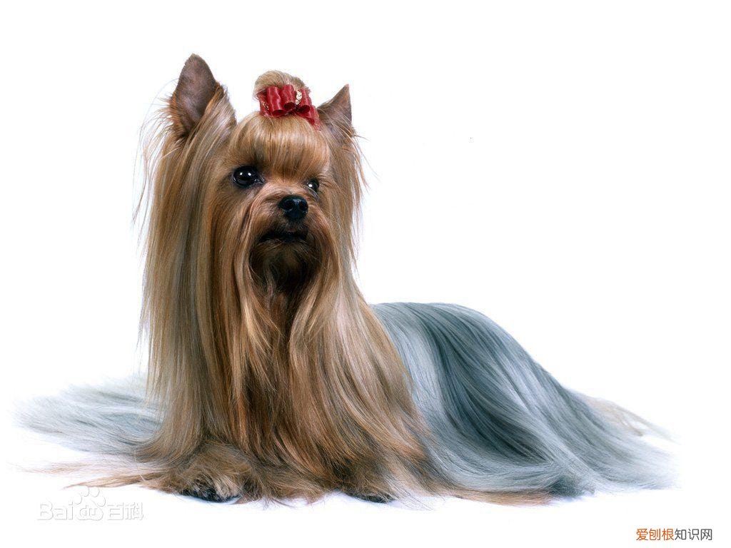 上 犬的种类 品种,宠物狗百科全书中小型犬有哪些品种?各有怎样的性格特点?