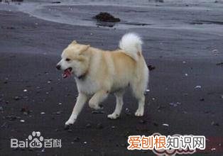 上 犬的种类 品种,宠物狗百科全书中小型犬有哪些品种?各有怎样的性格特点?