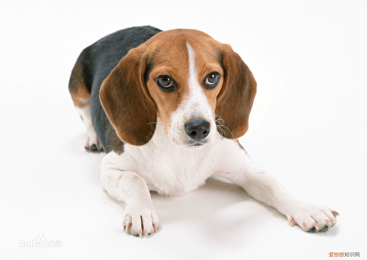 上 犬的种类 品种,宠物狗百科全书中小型犬有哪些品种?各有怎样的性格特点?