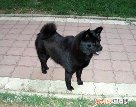 上 犬的种类 品种,宠物狗百科全书中小型犬有哪些品种?各有怎样的性格特点?