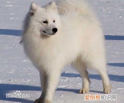 上 犬的种类 品种,宠物狗百科全书中小型犬有哪些品种?各有怎样的性格特点?