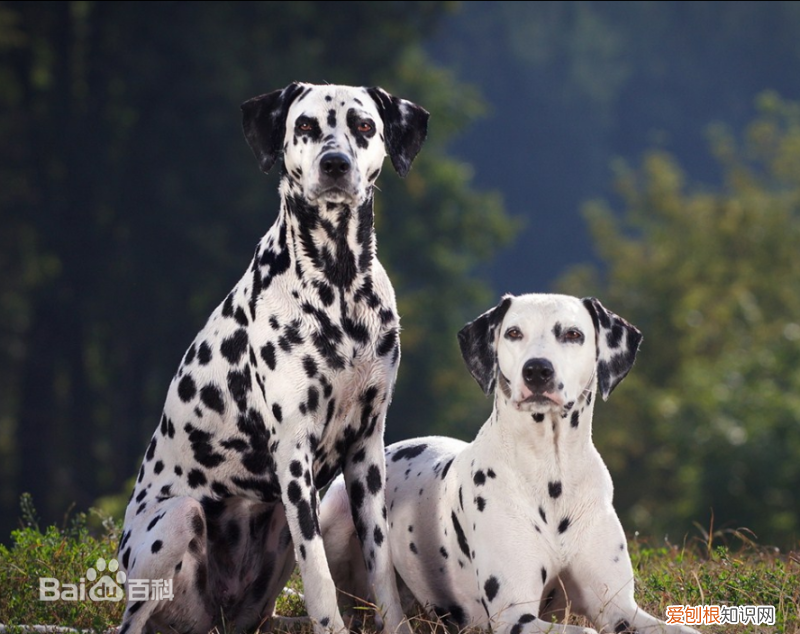 上 犬的种类 品种,宠物狗百科全书中小型犬有哪些品种?各有怎样的性格特点?