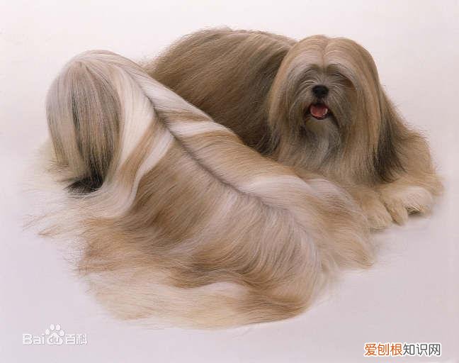 上 犬的种类 品种,宠物狗百科全书中小型犬有哪些品种?各有怎样的性格特点?