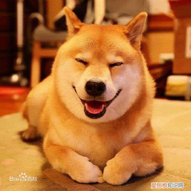 上 犬的种类 品种,宠物狗百科全书中小型犬有哪些品种?各有怎样的性格特点?