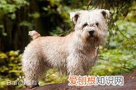 上 犬的种类 品种,宠物狗百科全书中小型犬有哪些品种?各有怎样的性格特点?