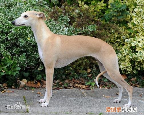 上 犬的种类 品种,宠物狗百科全书中小型犬有哪些品种?各有怎样的性格特点?