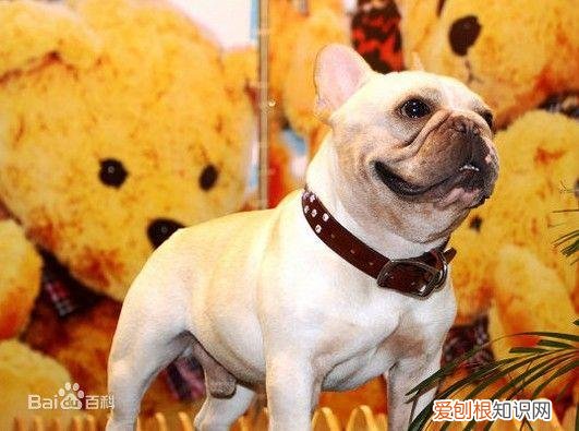 上 犬的种类 品种,宠物狗百科全书中小型犬有哪些品种?各有怎样的性格特点?
