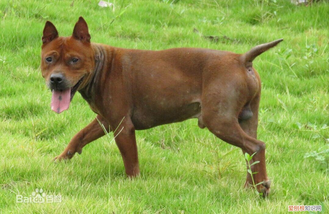 上 犬的种类 品种,宠物狗百科全书中小型犬有哪些品种?各有怎样的性格特点?