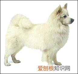 上 犬的种类 品种,宠物狗百科全书中小型犬有哪些品种?各有怎样的性格特点?
