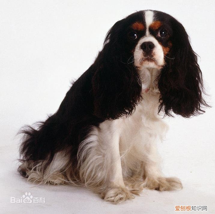 上 犬的种类 品种,宠物狗百科全书中小型犬有哪些品种?各有怎样的性格特点?