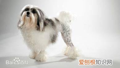 上 犬的种类 品种,宠物狗百科全书中小型犬有哪些品种?各有怎样的性格特点?