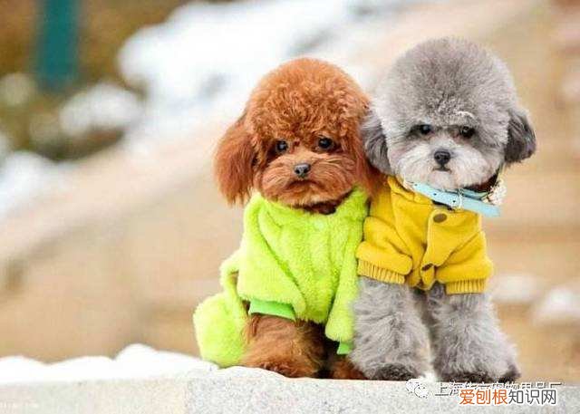 上 犬的种类 品种,宠物狗百科全书中小型犬有哪些品种?各有怎样的性格特点?