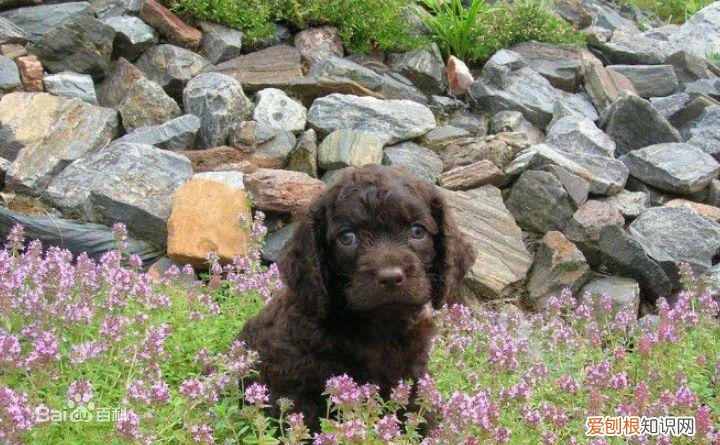 上 犬的种类 品种,宠物狗百科全书中小型犬有哪些品种?各有怎样的性格特点?