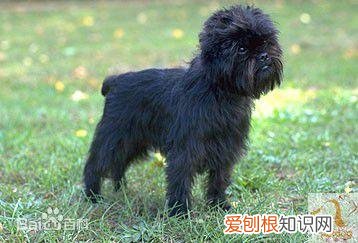 上 犬的种类 品种,宠物狗百科全书中小型犬有哪些品种?各有怎样的性格特点?