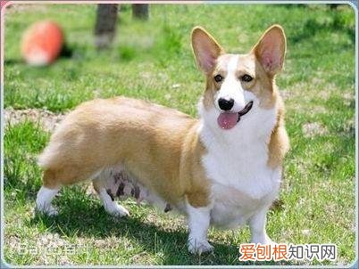 上 犬的种类 品种,宠物狗百科全书中小型犬有哪些品种?各有怎样的性格特点?