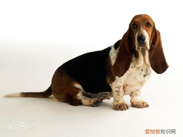 上 犬的种类 品种,宠物狗百科全书中小型犬有哪些品种?各有怎样的性格特点?