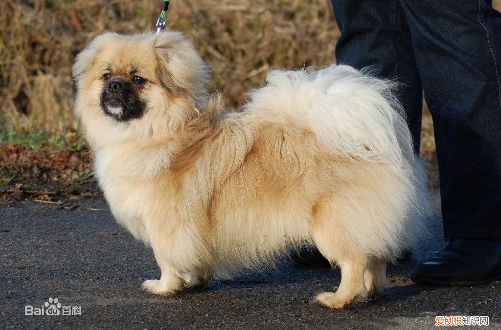 上 犬的种类 品种,宠物狗百科全书中小型犬有哪些品种?各有怎样的性格特点?