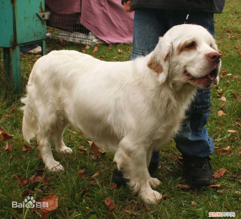 上 犬的种类 品种,宠物狗百科全书中小型犬有哪些品种?各有怎样的性格特点?