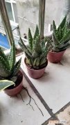 食用芦荟种植方法，阳台易养花卉芦荟栽培经验