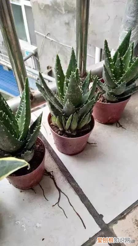 食用芦荟种植方法,阳台易养花卉芦荟栽培经验