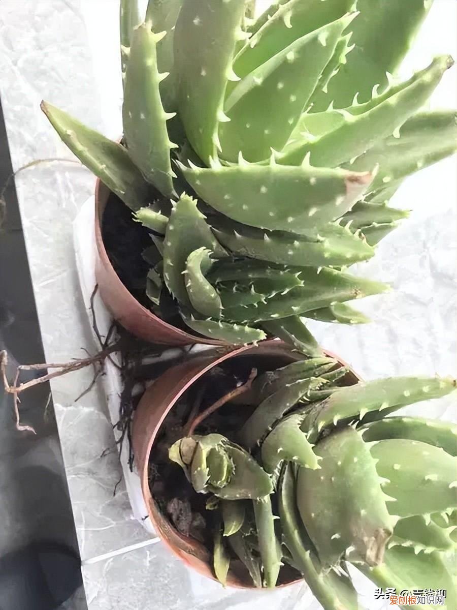食用芦荟种植方法,阳台易养花卉芦荟栽培经验