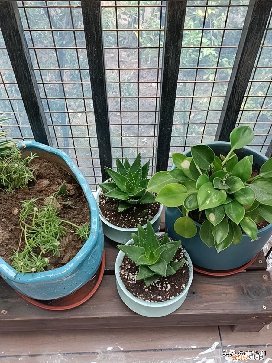食用芦荟种植方法,阳台易养花卉芦荟栽培经验