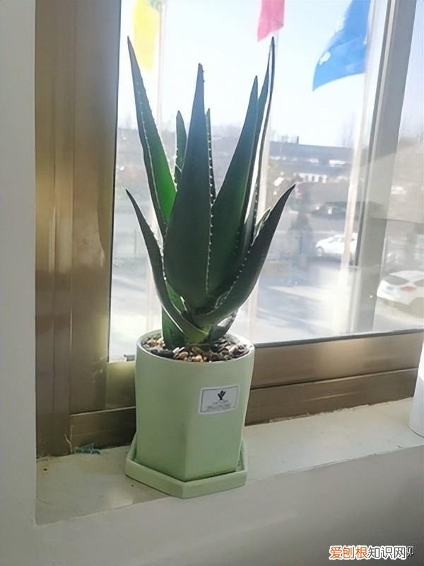 食用芦荟种植方法,阳台易养花卉芦荟栽培经验