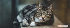 猫为什么无缘无故呕吐怎么回事,猫呕吐，猫咪只是呕吐,其它正常