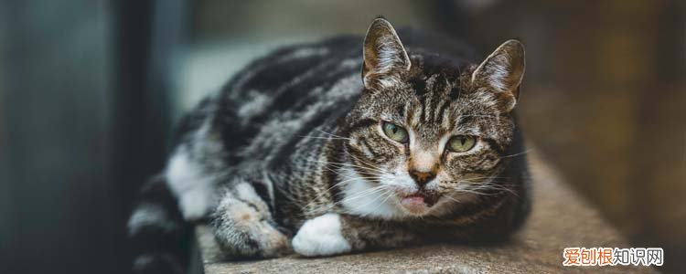 猫为什么无缘无故呕吐怎么回事,猫呕吐,猫咪只是呕吐,其它正常