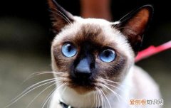 暹罗猫为什么吐了，暹罗一直吐