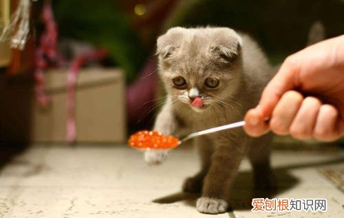 猫为什么吃生肉会吐,猫吃生肉吐了会不会死