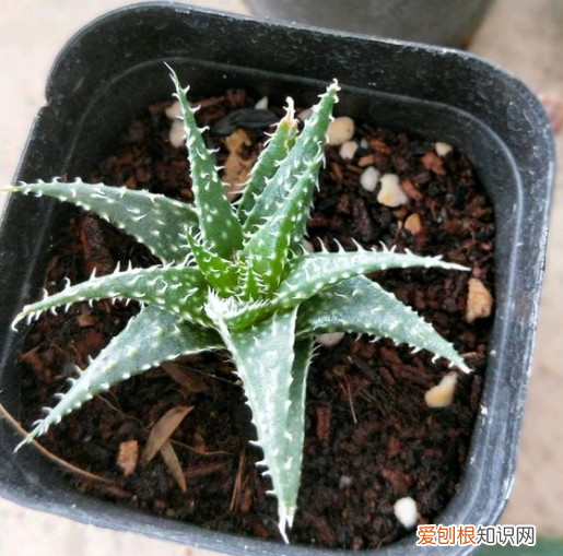 芦荟日常养护方法,芦荟养护小方法,简单方便,用了蹭蹭长满盆!
