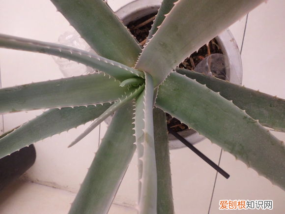 芦荟日常养护方法,芦荟养护小方法,简单方便,用了蹭蹭长满盆!