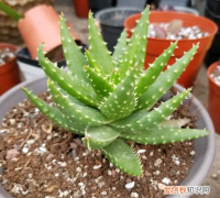 芦荟日常养护方法，芦荟养护小方法，简单方便，用了蹭蹭长满盆！