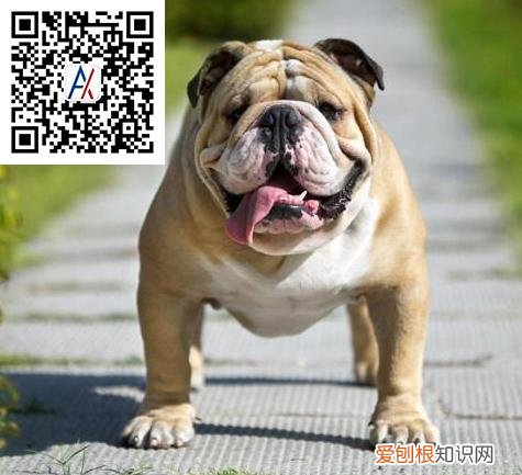 比较宅的狗狗,宠物知识:适合懒人和宅男宅女饲养的犬种