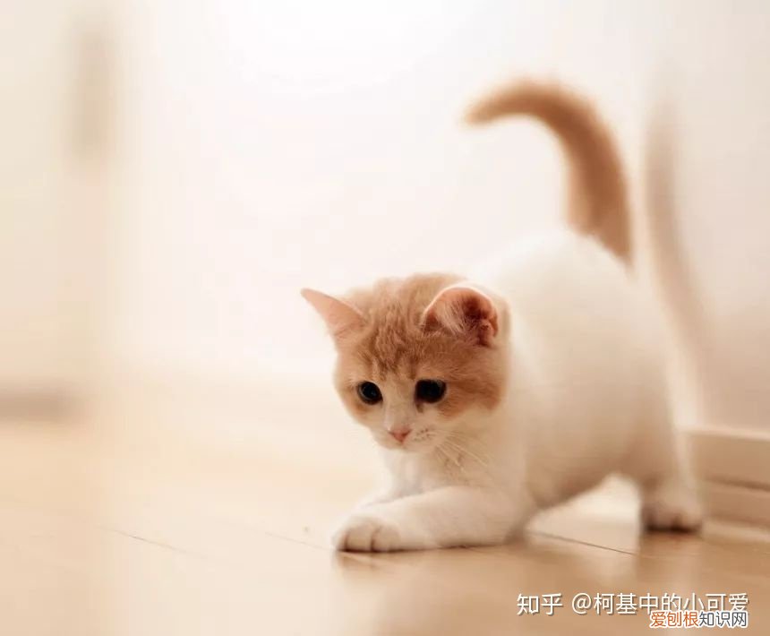 欢迎加入铲屎官的图片,“铲屎官”必备——E宠APP
