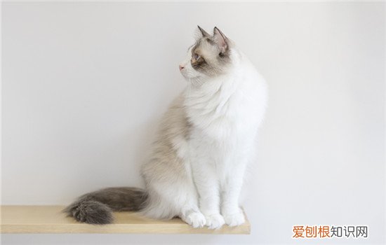 养公猫为什么需要做绝育手术,公猫应该做绝育手术吗