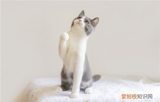 猫为什么喜欢放屁给主人闻,猫知道主人放屁吗