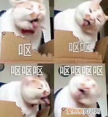 猫为什么吐白色泡沫痰,猫为什么吐白色泡沫痰呢