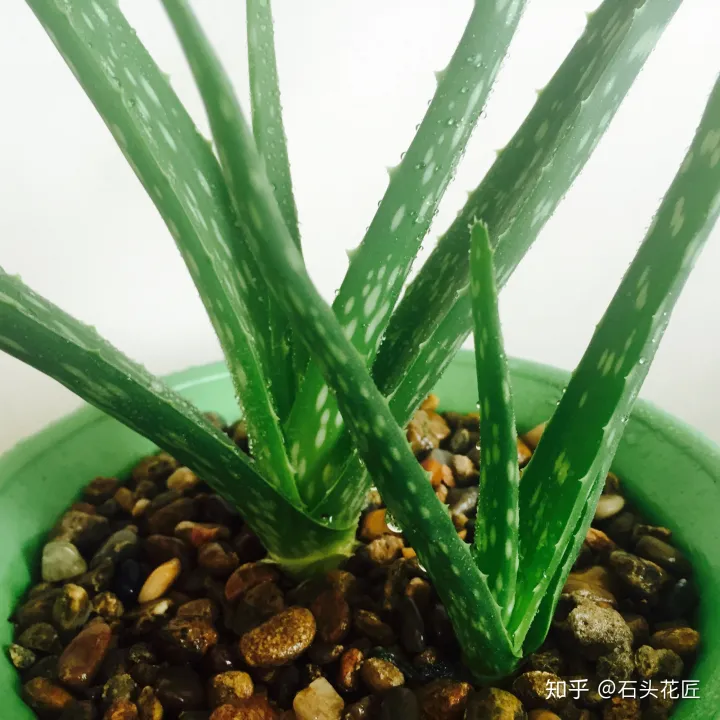 家养芦荟用什么肥好,芦荟养不好?教你选对品种、用对肥,半年养出“满满”一大盆